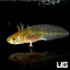 Copper Axolotl