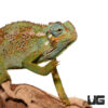 Elliot's Chameleon