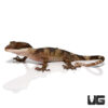 Giant Bent Toed Gecko