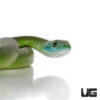 African Green Bush Snake