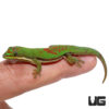 Lined Day Gecko (Imperfect)
