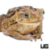 Medium Marine Toad (3.5 - 5 Inches)