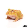 Albino Pacman Frog