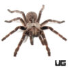 Rear Horned Baboon Tarantula (.5-1")