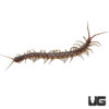 Solomon Island Centipede