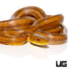 Yearling Yellow Ratsnake (18-30")