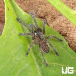 C.B. Cobalt Blue Tarantula (.5 - 1'')