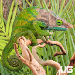 O’Shaughnessy’s Chameleon Pairs