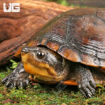Scorpion Mud Turtle