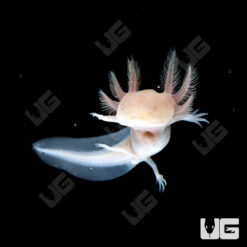 Albino Axolotl (2 - 3")