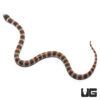 Baby Black Banded Snake