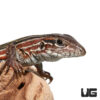 Blackbelly Racerunner Lizard