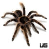 Curly Hair Tarantula (3 – 4”)