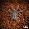 Gooty Sapphire Ornamental Tarantula (1 - 1.5”)