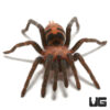 Guatemalan Tiger Rump Tarantula (.25 – .75”)