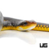 Machete Snake