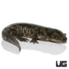 Eastern Tiger Salamander