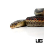 Northern Garter Snake