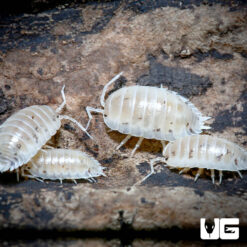 Porcellio Laevis "White" Isopods -- 10 Count