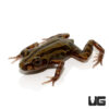 Red Leg Running Frog