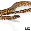 Imperfect San Isabel Ground Boa