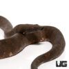 Imperfect Solomon Island Ground Boa