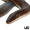 Sunbeam Snake
