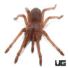 Vietnam Electric Blue Earth Tiger Tarantula (1-2”)