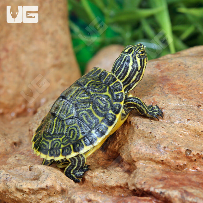 Wholesale Reptiles, Amphibians, Inverts & More - UGR Wholesale