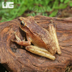 Basin Tree Frog