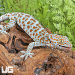 Bold Spot Tokay Gecko