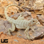 Madagascar Spotted Spiny Tailed Iguana