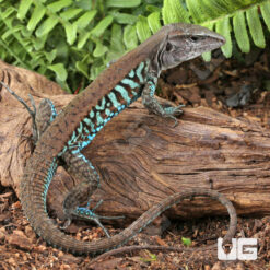 Rainbow Ameiva