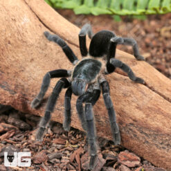 Ranong Big Blue Earth Tiger Tarantula (3 - 5'')