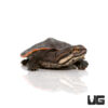Baby Geoffrey's Sideneck Turtle
