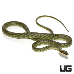Ornate Flying Snake