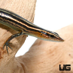 Pacific Blue Tailed Skink