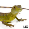 Yearling Green Basilisk