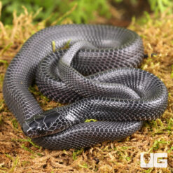 Baby West African File Snake