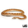 Crowned Leaf Nose Snake