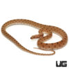 Egyptian Diadem Ratsnake