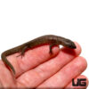Greers Earless Skink