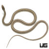 Ribbon Snake