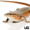 Red Sided Skink