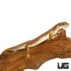 Schneider's Skink