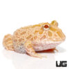 Strawberry Pineapple Pacman Frog