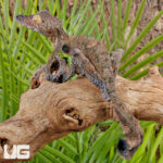 Giant Mossy Leaf Tail Gecko