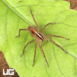 Hentz's Rabid Wolf Spider