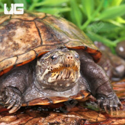 Adult Eastern Mud Turtle (Imperfect Shell)