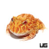 Apricot Pacman Frog